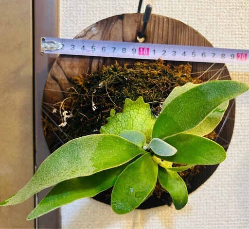 ビカクシダ ヴィーチー Platycerium veitchii