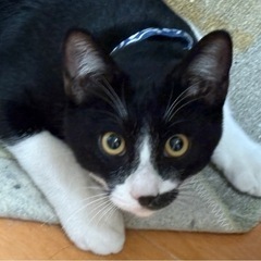 7ヶ月の黒白ハチワレの男の子①