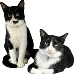 黒白ハチワレの男の子①ﾘﾀｰﾝしました − 栃木県