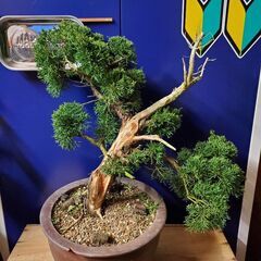 シンパク。の画像