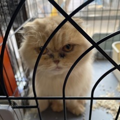 65歳までの方，単身者ご相談ください。