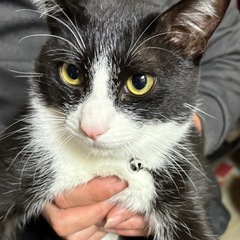 7ヶ月の黒白ハチワレの男の子②