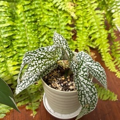 【川崎市高津区／観葉植物 まとめて】の画像