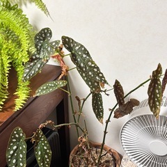 【川崎市高津区／観葉植物 まとめて】の画像