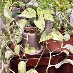 【川崎市高津区／観葉植物 まとめて】の画像