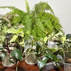 【川崎市高津区／観葉植物 まとめて】の画像