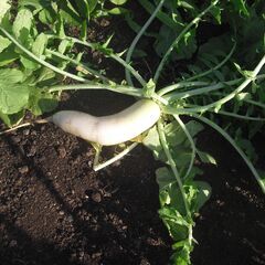 銀杏５００グラムに　大根の画像