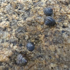 天然イシダタミガイ（苔取り貝）20匹セットの画像