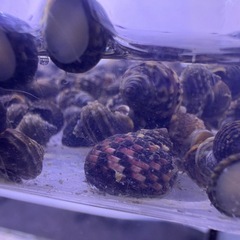 天然イシダタミガイ（苔取り貝）20匹セットの画像