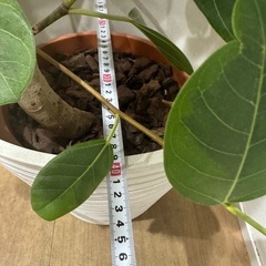観葉植物 フィカスの画像