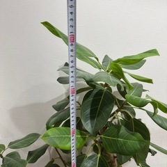 観葉植物 フィカスの画像