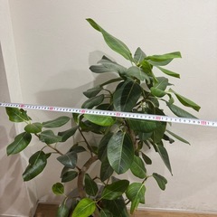 観葉植物 フィカスの画像