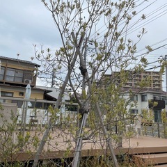 オリーブの木 掘れる方 千葉県の画像