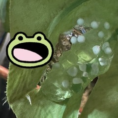 オタマジャクシ（アカメアマガエル）の画像