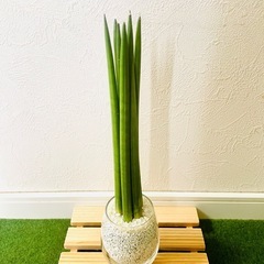 サンスベリア　スパゲッティ　６本仕立て　観葉植物　ハイドロカルチャー　ゼオライト【Ｂ】の画像