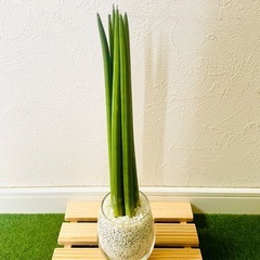 サンスベリア　スパゲッティ　６本仕立て　観葉植物　ハイドロカルチャー　ゼオライト【Ｂ】の画像