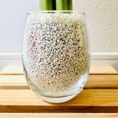 サンスベリア　スパゲッティ　６本仕立て　観葉植物　ハイドロカルチャー　ゼオライト【Ｂ】の画像