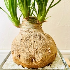 ポニーテール　トックリラン　観葉植物　ハイドロカルチャー【Ｃ】の画像