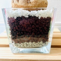 ポニーテール　トックリラン　観葉植物　ハイドロカルチャー【Ｃ】の画像