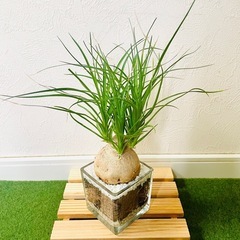 ポニーテール　トックリラン　観葉植物　ハイドロカルチャー【Ｃ】の画像