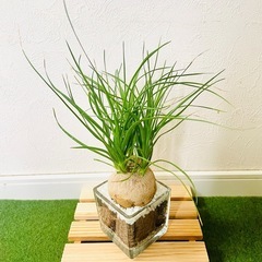 ポニーテール　トックリラン　観葉植物　ハイドロカルチャー【Ｃ】の画像