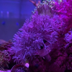 パクパクウミアザミ　サンゴ　LPS　の画像
