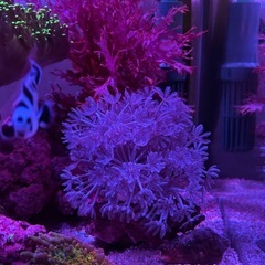 パクパクウミアザミ　サンゴ　LPS　の画像