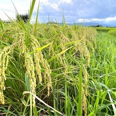 令和7年産コシヒカリ精米 10kgの画像