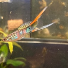 ウィーンエメラルドグッピー　オスの画像