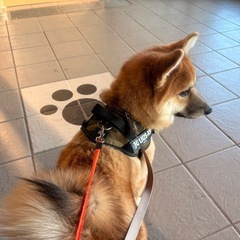 離婚の為、大切にしてくれて沢山遊んでくれる家族に。