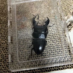 スマトラオオヒラタの画像