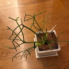 ミルクブッシュ　鉢つきの画像