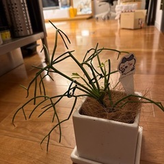 ミルクブッシュ　鉢つきの画像