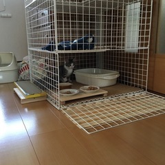 ダイソー　ワイヤーネット　猫ケージに使用の画像