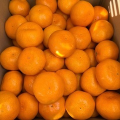 みかん1箱10kgの画像