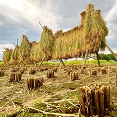 【訳あり値引き】令和7年産こがねもち（もち米）精米 5kgの画像