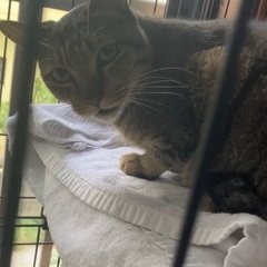 元野良猫の寅次郎　とっーても甘えん坊です