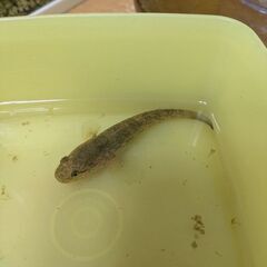 たぶん、、、ハゼです(^^)の画像