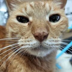 【迷い猫】茶トラ男の子の老猫探しています