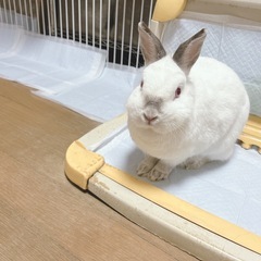 引取のみ ネザーランドドワーフ 4歳 メス 避妊済