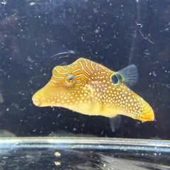 海水魚 アラレキンチャクフグの画像