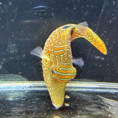 海水魚 アラレキンチャクフグの画像