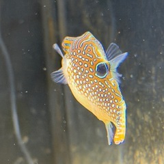 海水魚 アラレキンチャクフグの画像
