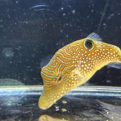 海水魚 アラレキンチャクフグの画像