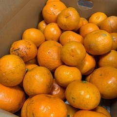 和歌山早生みかん☆サイズ混合☆5kgの画像