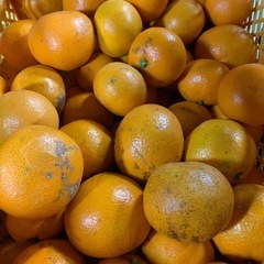 和歌山早生みかん☆サイズ混合☆5kgの画像