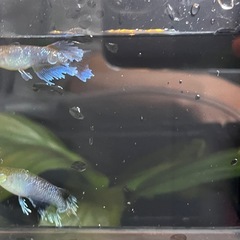 【 フロマージュ体外光　夢中めだか様系統　種親クラス 】トリオ！メス2匹、オス1匹！ めだか 現物出品の画像