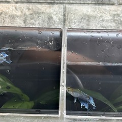 【 フロマージュ体外光　夢中めだか様系統　種親クラス 】トリオ！メス2匹、オス1匹！ めだか 現物出品の画像