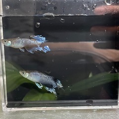 【 フロマージュ体外光　夢中めだか様系統　種親クラス 】トリオ！メス2匹、オス1匹！ めだか 現物出品の画像