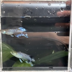 【 フロマージュ体外光　夢中めだか様系統　種親クラス 】トリオ！メス2匹、オス1匹！ めだか 現物出品の画像